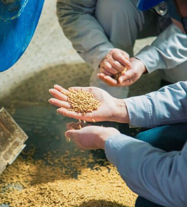 soybean meal vs rapeseed meal