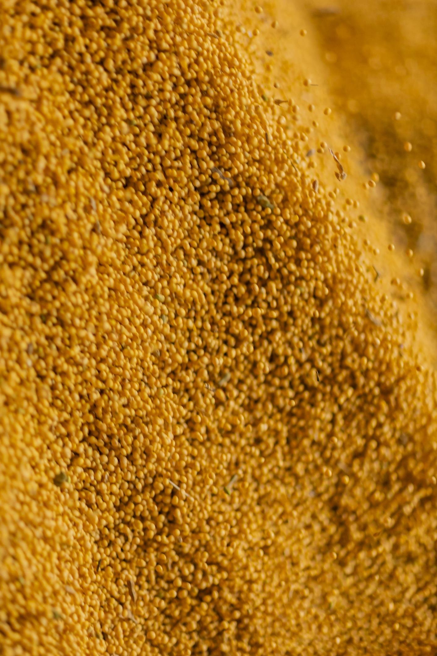 How to Check Protein Meal Quality Before Buying